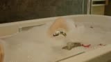 人蛇大战：美女在沐浴，蛇出现在浴缸
