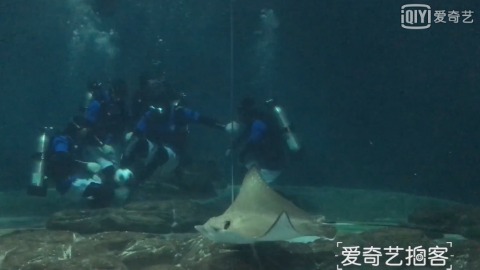 水族馆潜水员踢“水下足球”