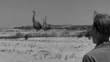 《爱登堡的巨鸟》片段：史上最大的鸟和鸟蛋