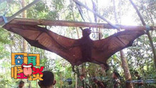 【囧闻怪谈】亚马逊丛林惊现巨型蝙蝠王