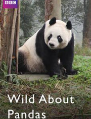 BBC：情迷大熊猫