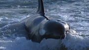 虎鲸：捕食者在冲浪