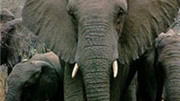 BBC：纳米比之象族流浪者