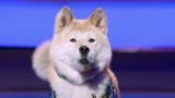 《萌犬好声音》（片段）狗狗中的流行歌手之王！