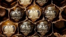 慎入！蜜蜂从虫卵孵化为成虫全过程