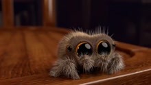 一只可爱的小蜘蛛“卢卡斯” 俘获了数百万粉丝的芳心