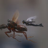 蚁人2：黄蜂女现身