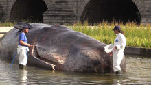 西班牙池塘惊现巨型鲸鱼