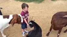 宝宝被驴打喷嚏吓到