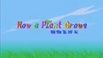 植物怎样长