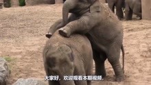 小公象向母象求爱 ，以为是个圆满的结局 ，但最后却发生意外！