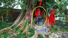 贵州发现一棵1000多年的黄葛树，树洞中放有石碑，村里人称为神树