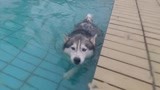 《没想到吧》花絮：人狗游泳大赛 这就是传说中的“狗刨”吧！