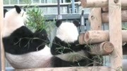 熊貓香香坐在媽媽腿上吃竹子，兩個萌胖背影可愛的過分