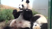 熊貓香香又淘氣又愛撒嬌，可惜媽媽不理睬：我要當只安靜的美熊