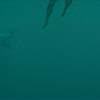 鲨笼潜水