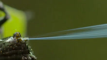 达尔文树皮蜘蛛吐丝能力有多强？隔空就可以喷射到三米外