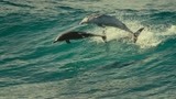 这年头连海豚都是双宿双飞的    抱住单身的自己瑟瑟发抖