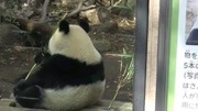熊貓香香把自己吃成了球，不過對國寶來說，胖胖的更可愛