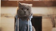 猫咪创意短片《世界上最听话的喵》