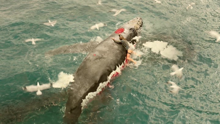 大白鲨盯上美女 美女被迫爬上鲸鱼尸体
