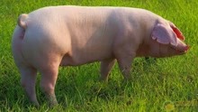 一头猪养一辈子不杀，究竟能长多大？1500斤“世界猪王”现身说法