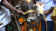 奇葩！印度一头公牛和一头母牛结婚，牛的主人总共花费一万八千元