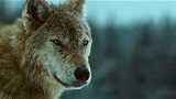 血狼犬：老头在山上遇狼群，竟是靠一只狗脱险！