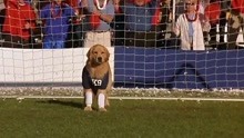 世界足球世界杯大赛，神犬巴迪成了守门员，举世瞩目