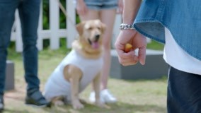 Watch the latest Hero Dog (Season 3) Episode 2 (2020) online with English subtitle for free English Subtitle