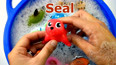 带你认识海洋里可爱的海豹玩具