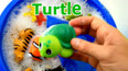 带你认识海洋里的绿海龟玩具
