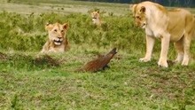 只因被狮子追了一下，就决定独自单挑三只狮子，结局让人意想不到