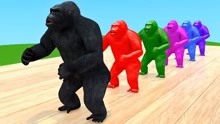 黑猩猩熊等动物变颜色