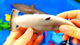 教你认识生活在温带海域锤头鲨玩具