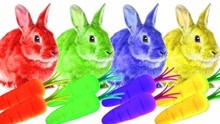 小兔子吃彩色胡萝卜变色