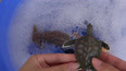 带你认识遨游在大海里的海龟玩具