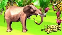 大象熊等动物吃水果变色
