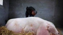 河南大爷养出一头“猪王”，重达1500多斤，将挑战吉尼斯世界纪录