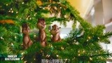 鼠来宝：戴维砍下松树做圣诞树装饰，竟把花栗鼠一家都带进城市