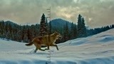 血狼犬：偷猎者爬上雪山偷猎雪狼，想要大赚一笔！