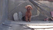 狗狗被囚禁在屋顶上数月，多亏遇见了好心人，结局太暖了