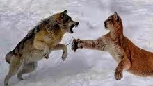 当猞猁和狼相遇时，同为顶级猎食者，谁会更胜一筹呢？