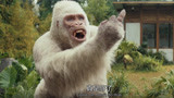 狂暴巨兽：大猩猩真调皮，强森和他击拳，谁想被他竖起中指调戏