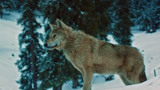 血狼犬：人类太坏了，潜伏在雪里打血狼犬，好可怜啊