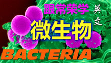 Bacteria 9 In your body 你身体里 跟常荣学微生物学 英文版 4K