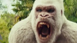 狂暴巨兽：猩猩想要攻击人类，白化猩猩立马将它撞飞，不愧是老大