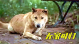 狗狗被主人抛弃，在流浪时受尽磨难，国产感人电影《流浪33天》