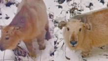 萌化了！1岁小羚牛现身太白山景区，第一次过冬天对什么都好奇