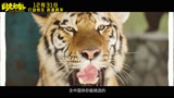 《阳光劫匪》发布“真老虎”特辑：为何老虎是主演？
